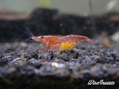 Berried Red Cherry Shrimp
