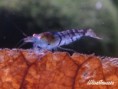 /album/blue-tiger-shrimp/wibt01-jpg1/