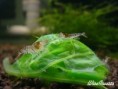 /album/blue-tiger-shrimp/wibt02-jpg/