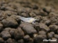 /album/blue-tiger-shrimp/wibt03-jpg/