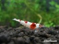 /album/crystal-red-shrimp/wicrs01-jpg1/