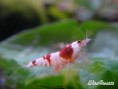 /album/crystal-red-shrimp/wicrs03-jpg1/