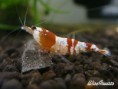 /album/crystal-red-shrimp/wicrs06-jpg/