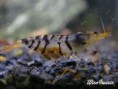 /album/tiger-shrimp/witiger01-jpg1/