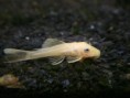 /album/fish-gallery/bep01-jpg/