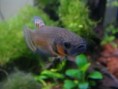 /album/fish-gallery/bmac01-jpg/