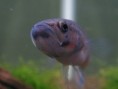 /album/fish-gallery/bmac02-jpg/