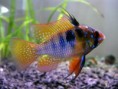 /album/fish-gallery/gbr01-jpg/