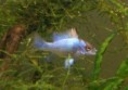 /album/fish-gallery/ebr01-jpg1/