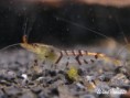 /album/tiger-shrimp/witiger02-jpg/